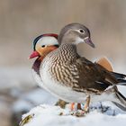 Mandarinentenpärchen im Schnee