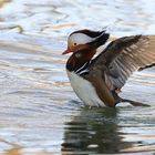 Mandarinerpel beim Posen vor den Damen