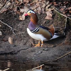 Mandarinerpel mit zwei Ringen