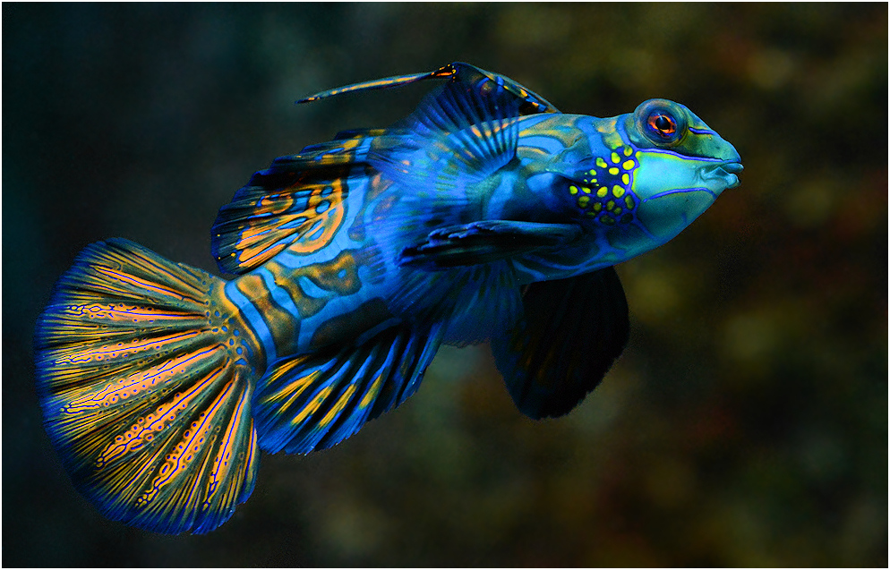 Mandarinfisch Foto & Bild tiere, zoo, wildpark & falknerei, zoo