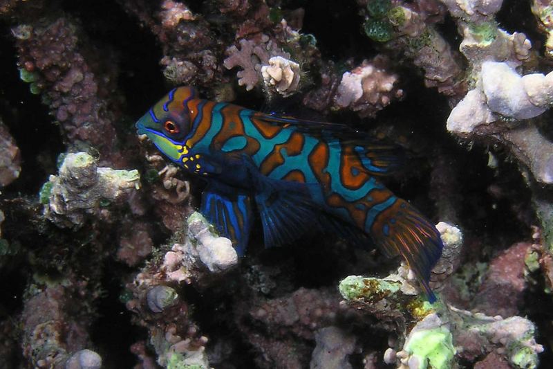 Mandarinfish in der Dämmerung