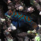 Mandarinfish in der Dämmerung