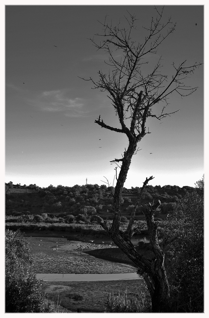 Mandel Baum @ Fontes de Estombar.