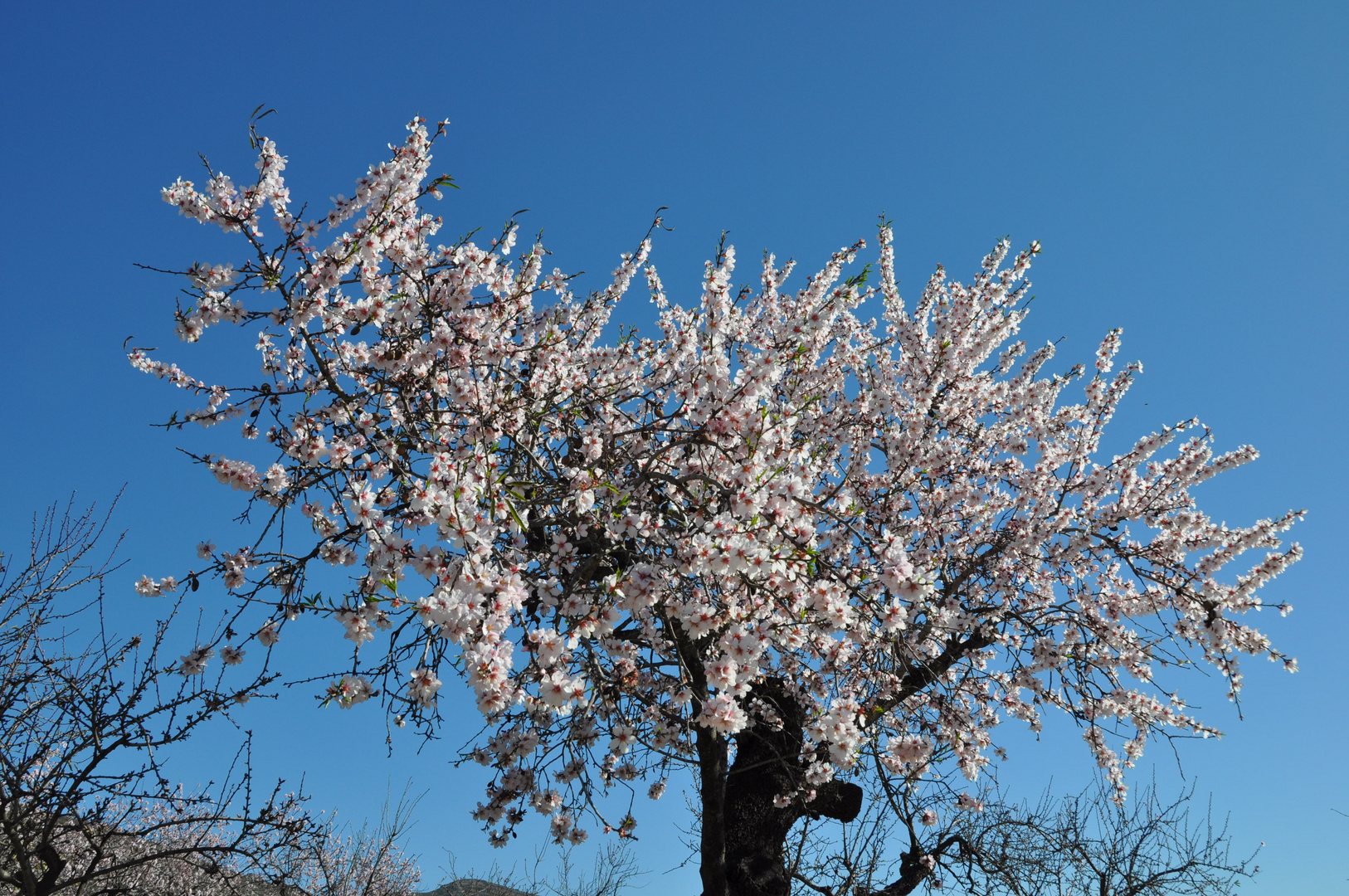 Mandel-Blüten-Baum