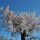 Mandel-Blüten-Baum