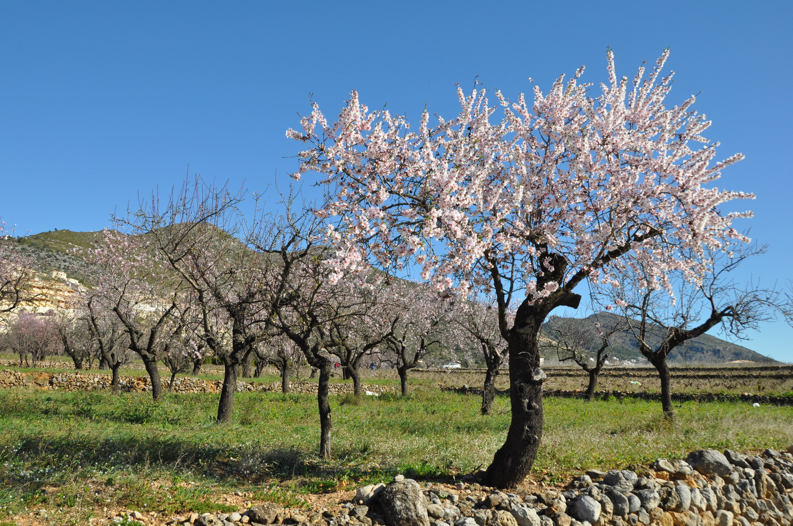 Mandel-Blüten-Baum