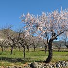 Mandel-Blüten-Baum