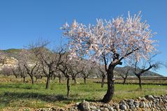 Mandel-Blüten-Baum