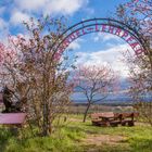 Mandel-Lehrpfad in Gimmeldingen