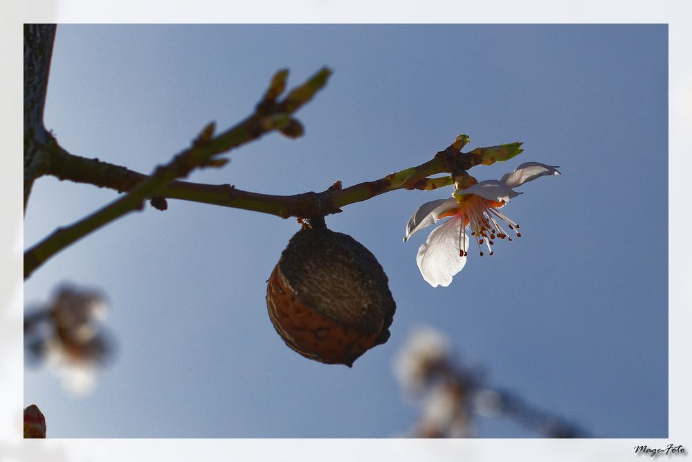 Mandel und Blüte