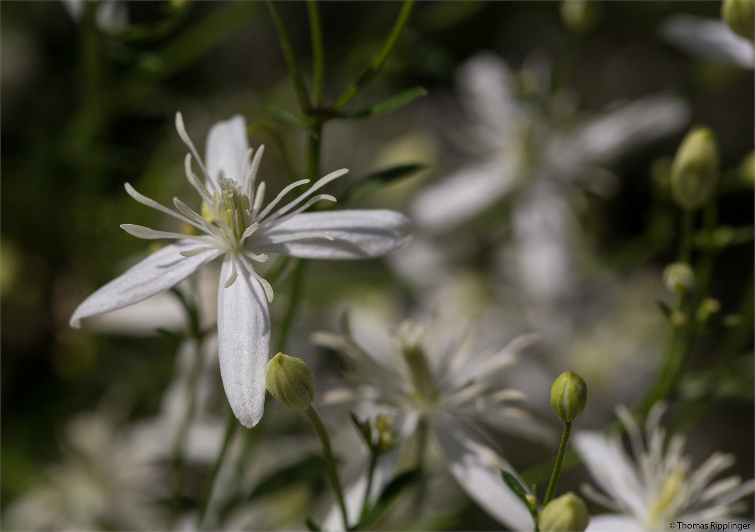 Mandel-Waldrebe (Clematis flammula)...