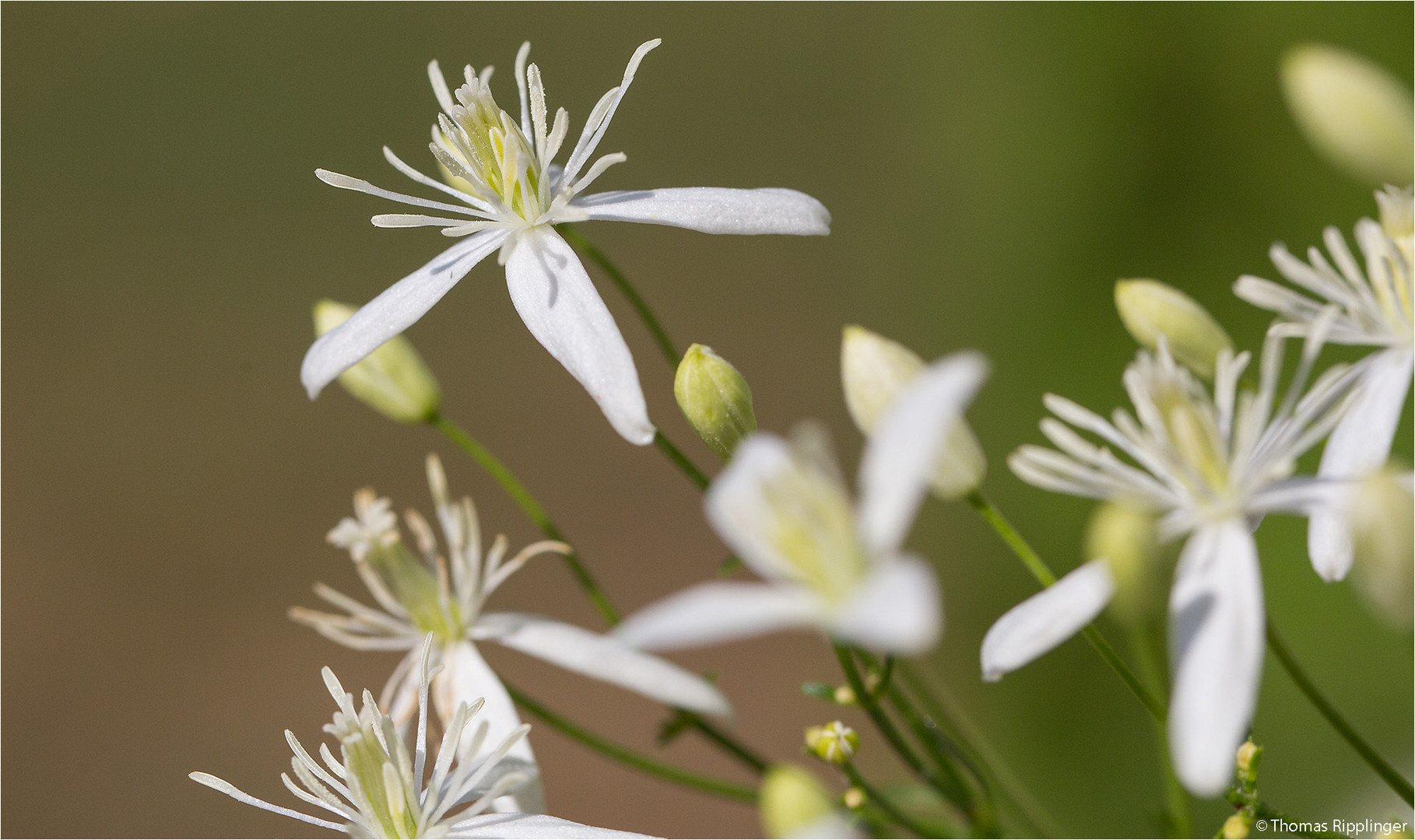 Mandel-Waldrebe (Clematis flammula)....