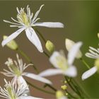 Mandel-Waldrebe (Clematis flammula)....