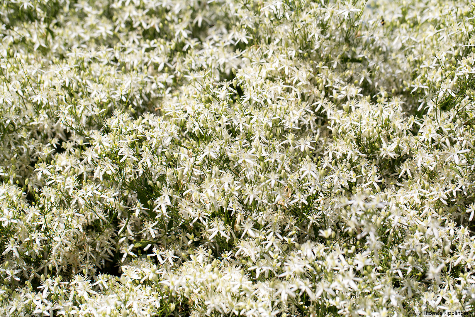 Mandel-Waldrebe (Clematis flammula).