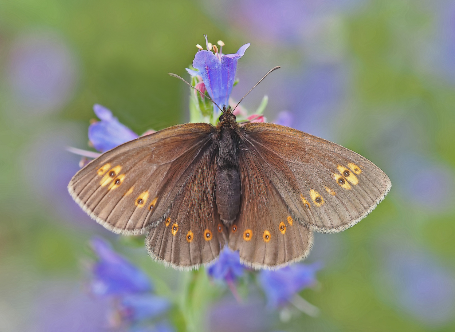 Mandeläugiger Mohrenfalter (Erebia alberganus) - Le Moiré lancéolé.