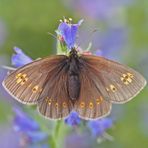 Mandeläugiger Mohrenfalter (Erebia alberganus) - Le Moiré lancéolé.