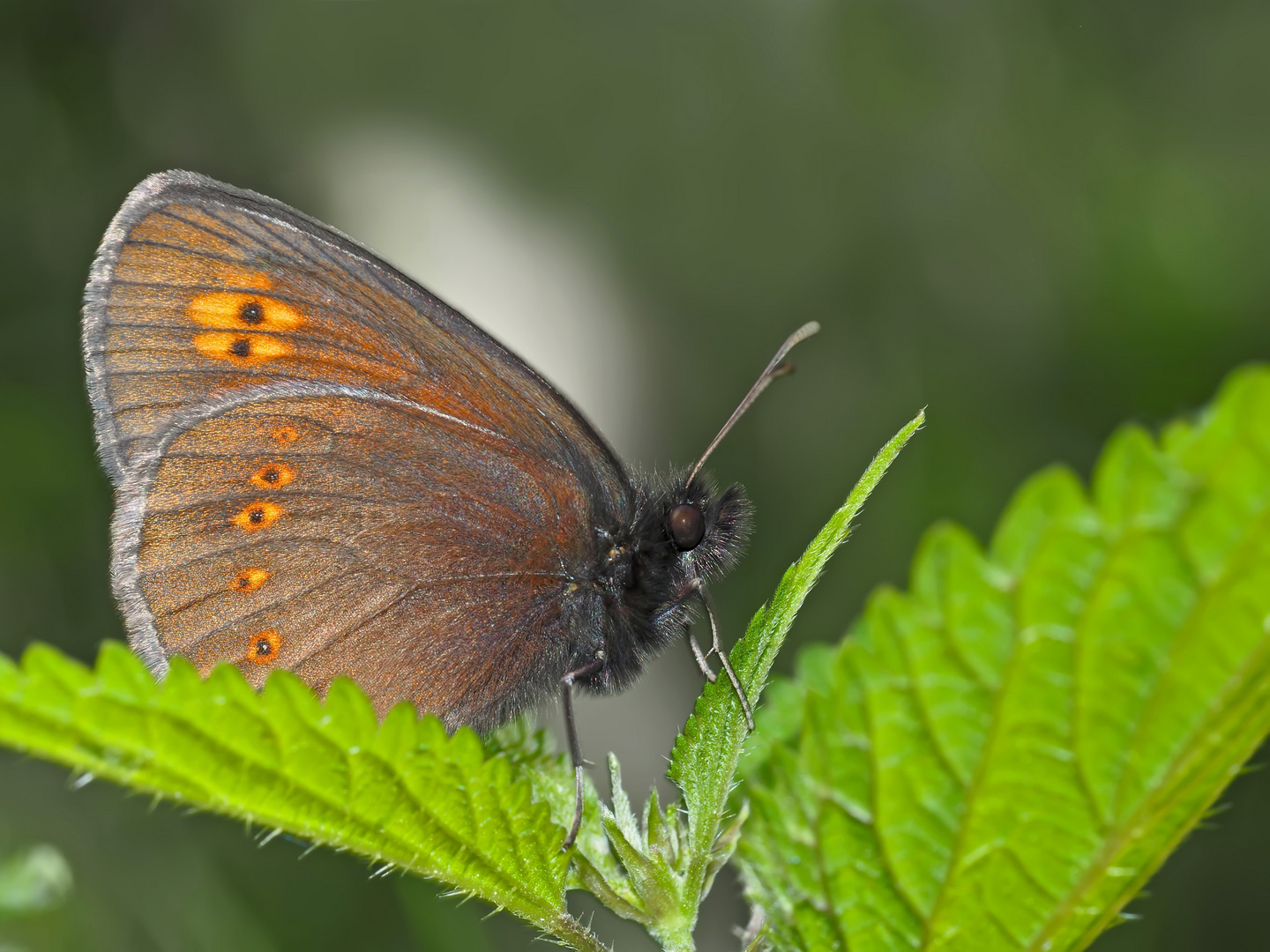 Mandeläugiger Mohrenfalter (Erebia alberganus) - Le Moiré lancéolé.