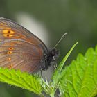 Mandeläugiger Mohrenfalter (Erebia alberganus) - Le Moiré lancéolé.