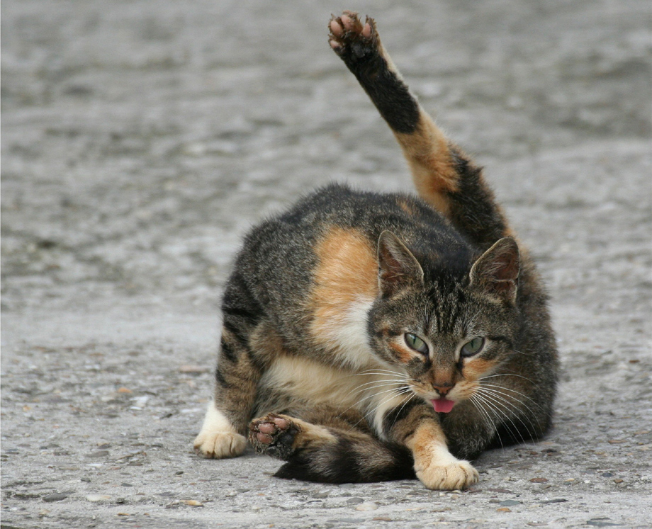 Mandelaugen und Katzenzunge