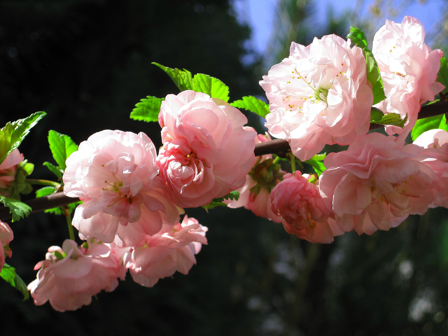 Mandelbäumchen-Blüten