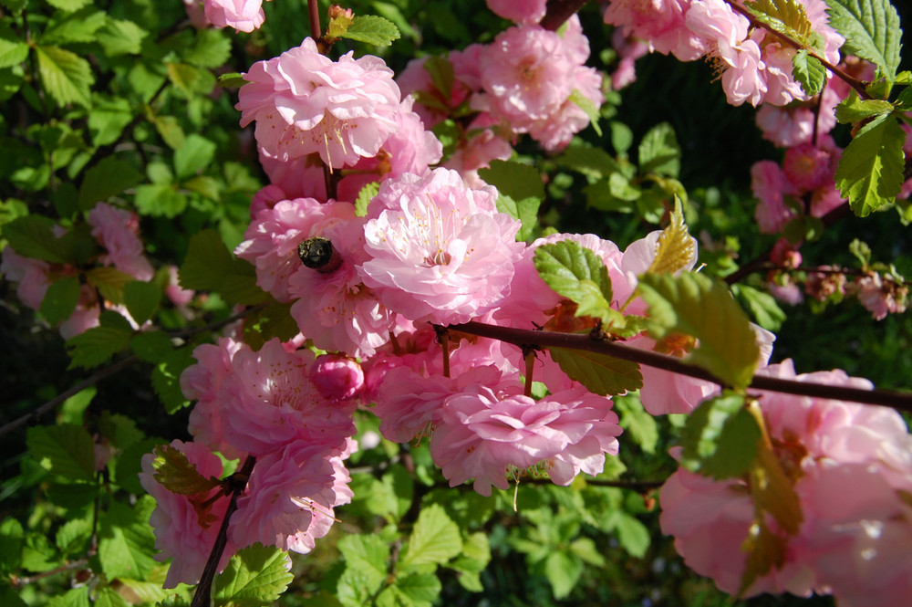 Mandelbäumchen-Blüten im Frühling