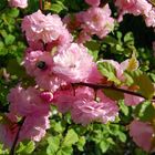 Mandelbäumchen-Blüten im Frühling