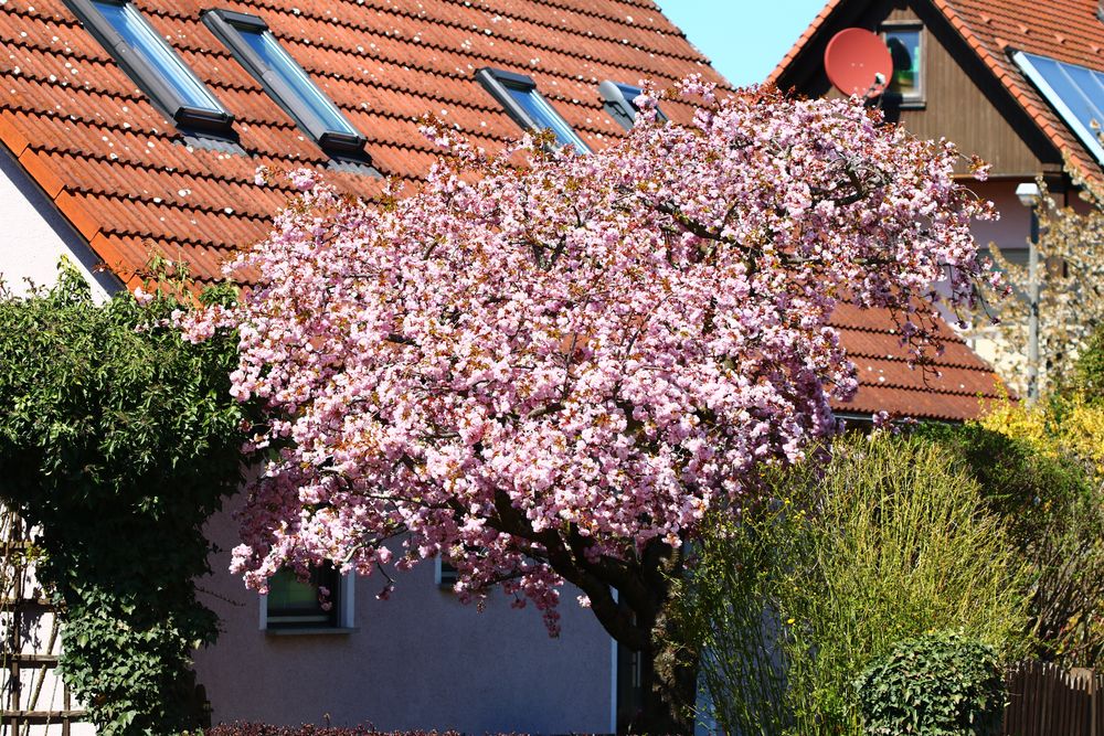 Mandelbäumchen in Blüte