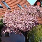 Mandelbäumchen in Blüte