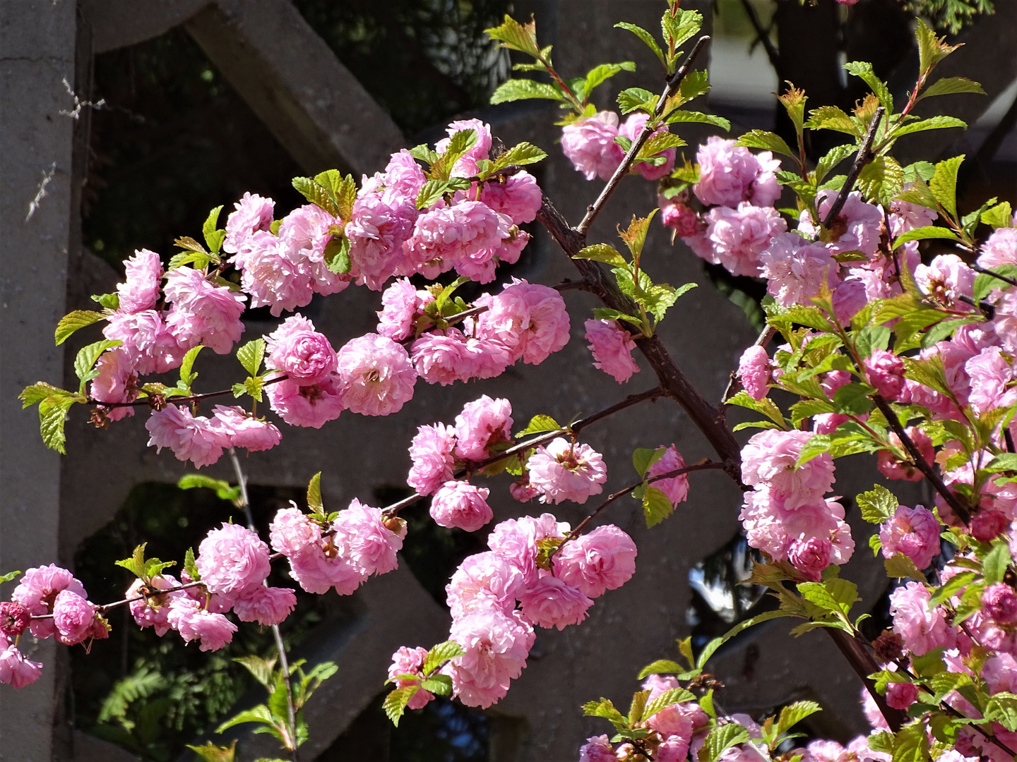   Mandelbäumchen / Mandelstrauch (Prunus triloba)                                             