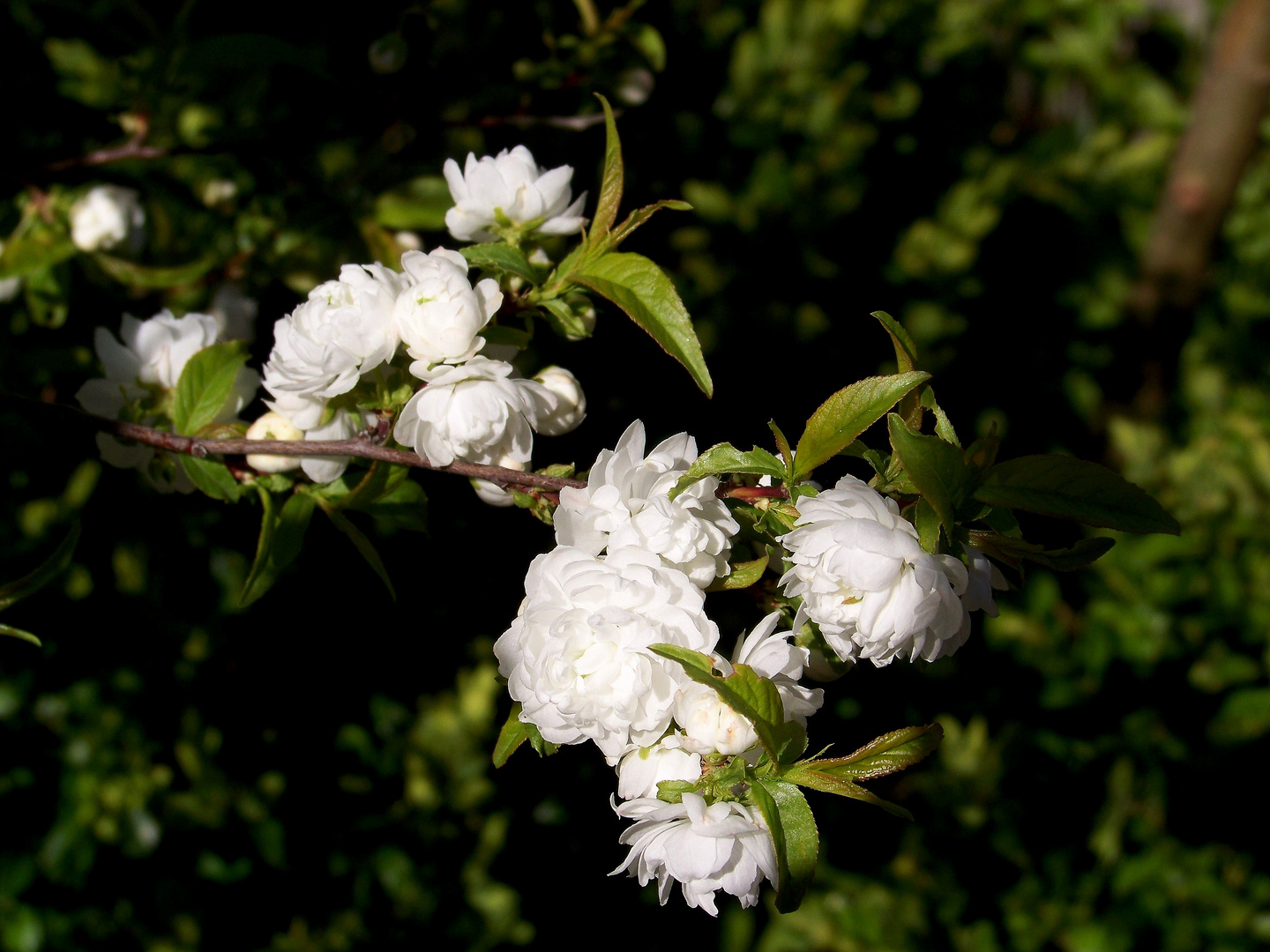 Mandelbäumchen mit weißen Blüten Foto & Bild pflanzen, natur, blüten Bilder auf