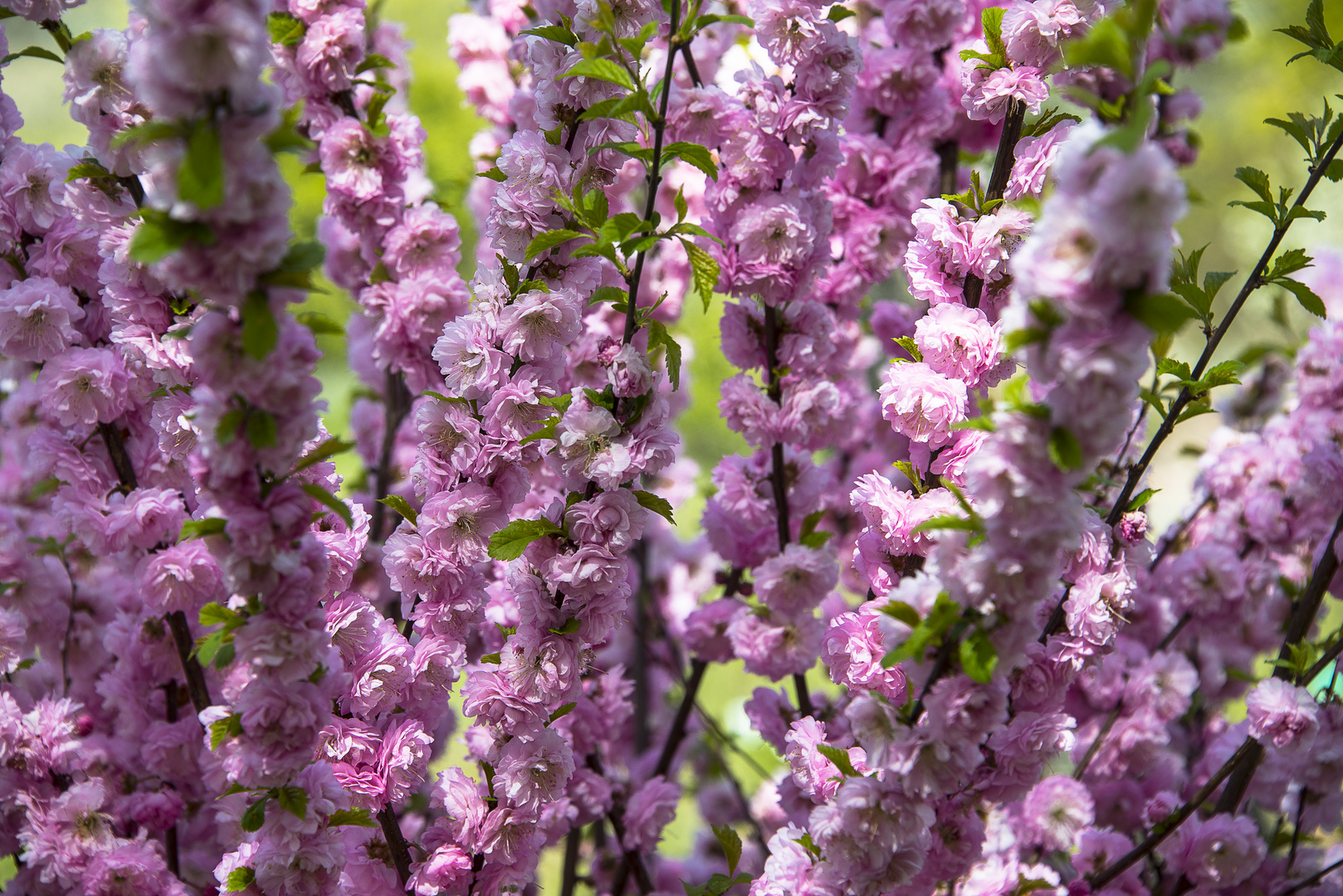 Mandelbäumchen ( Prunus triloba)