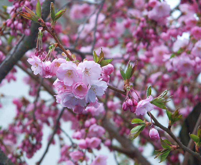 Mandelbäumchenblüte an der Mosel zu Ostern