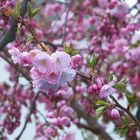 Mandelbäumchenblüte an der Mosel zu Ostern