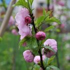 Mandelbäumchenblüten