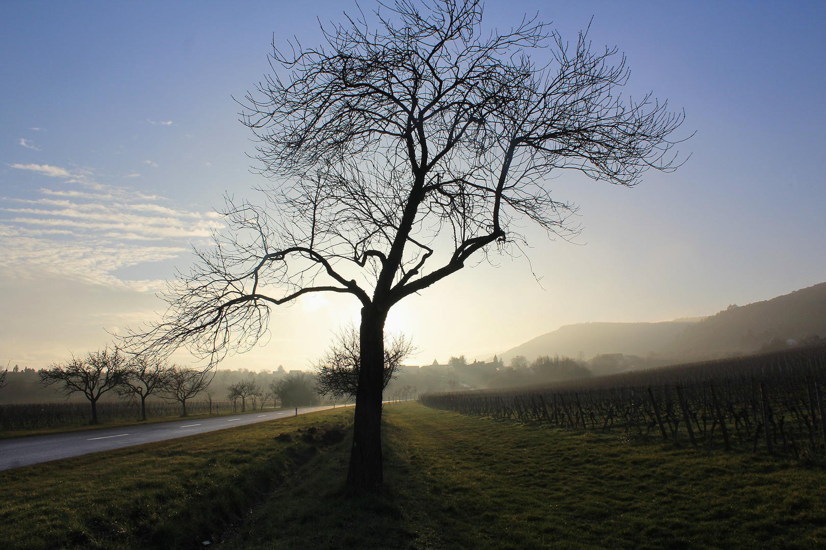 Mandelbäume im Nebel