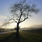 Mandelbäume im Nebel