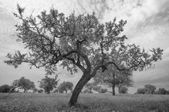 Mandelbaum auf einer Frühlingswiese
