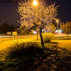 Mandelbaum blüht auch in der Nacht