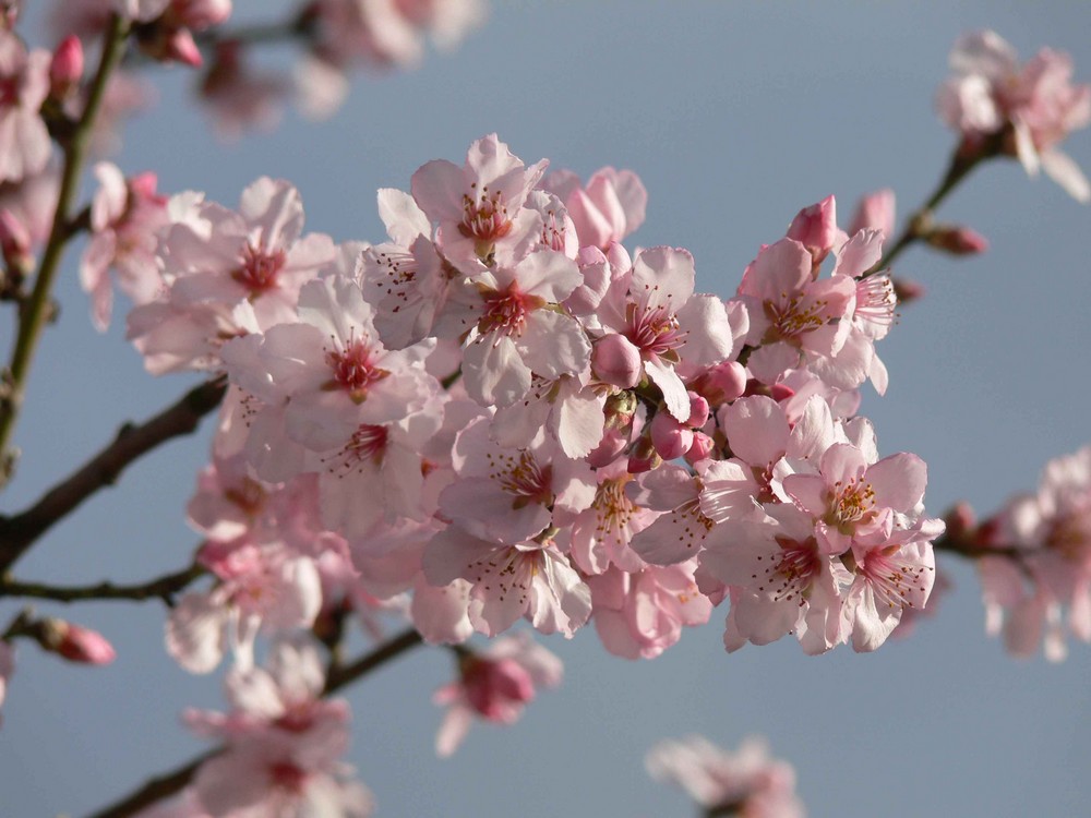 Mandelbaum-Blüte bei Niederrotweil / Kaiserstuhl