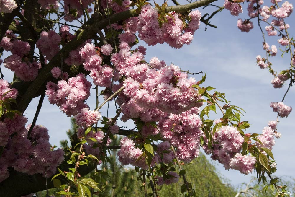 Mandelbaum-Blüten