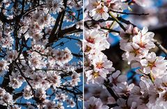 Mandelbaum - Blüten