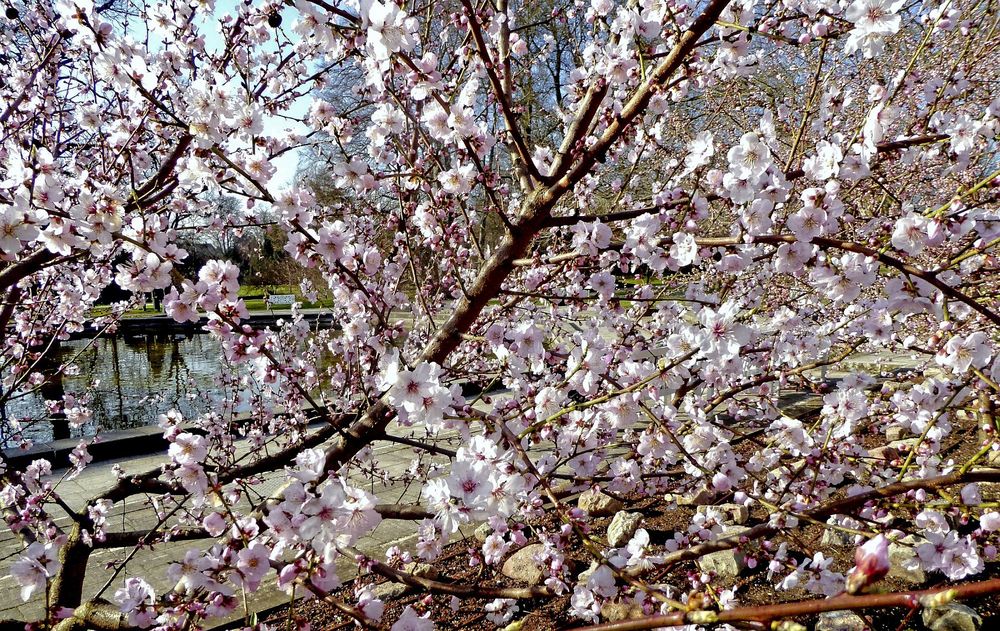 Mandelbaum, im Palmengarten Frankfurt blühend