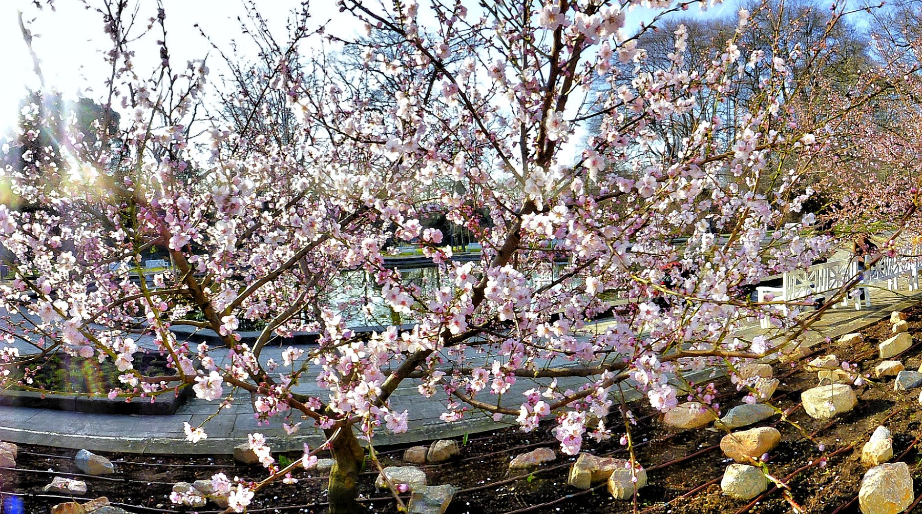 Mandelbaum im Palmengarten Frankfurt/M., blühend