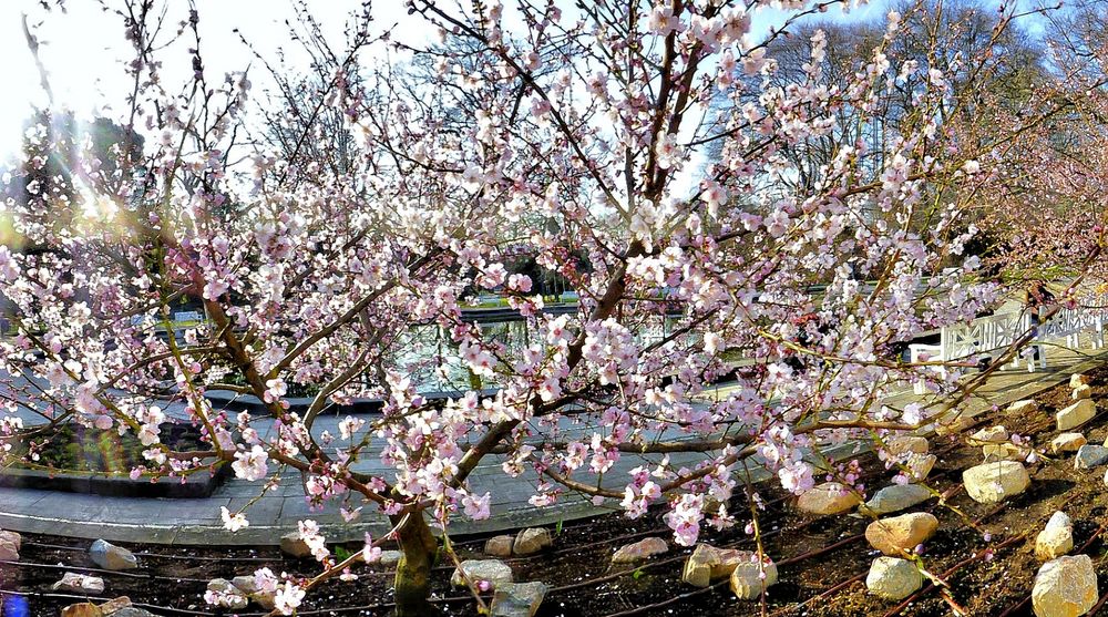 Mandelbaum im Palmengarten Frankfurt/M., blühend