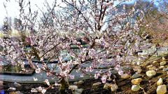 Mandelbaum im Palmengarten Frankfurt/M., blühend