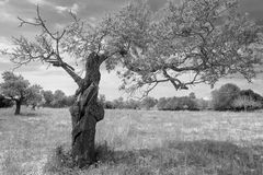 Mandelbaum mit abgestorben Zweigen