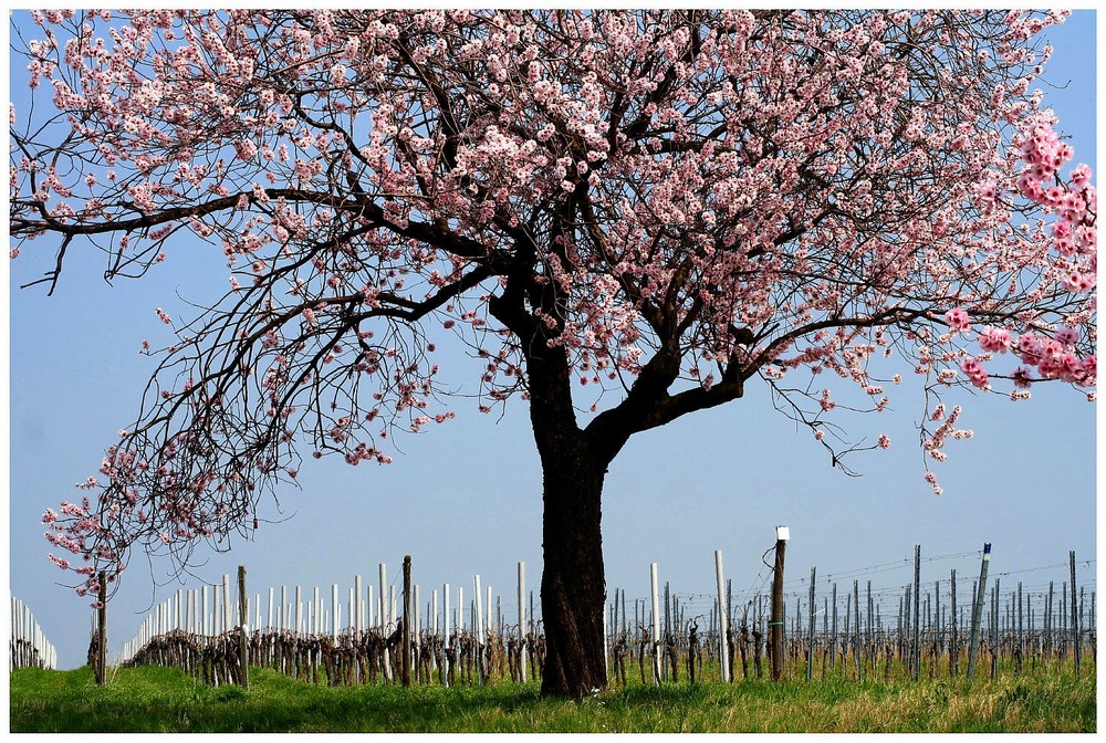 Single stammtisch pfalz
