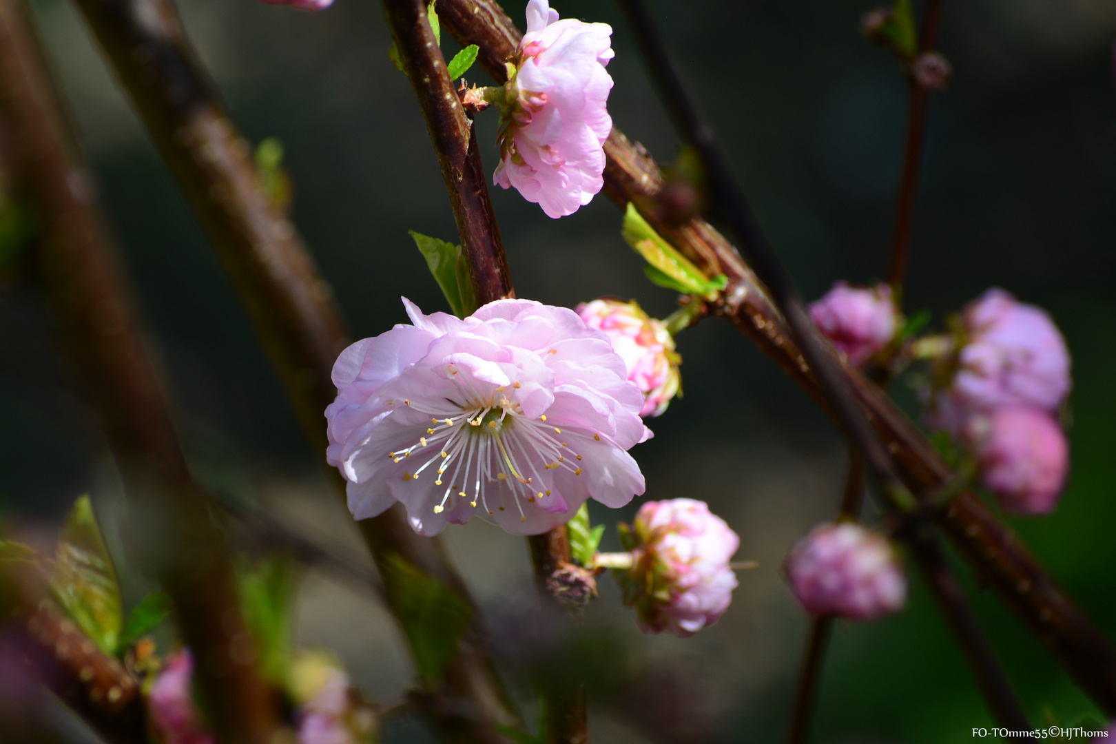 Mandelbaumblüte