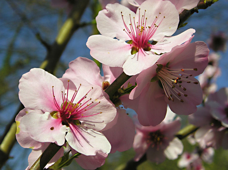 Mandelbaumblüte