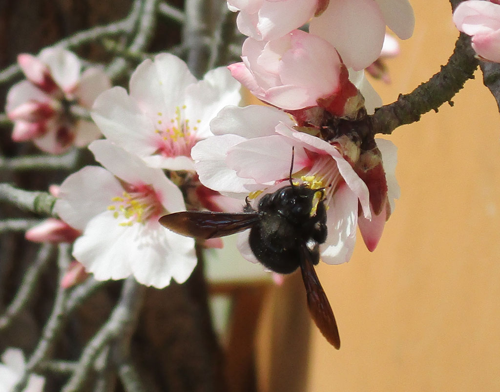  Mandelbaumblüte 